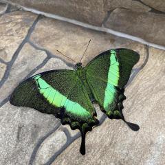 Šesté ročníky v Papilonii